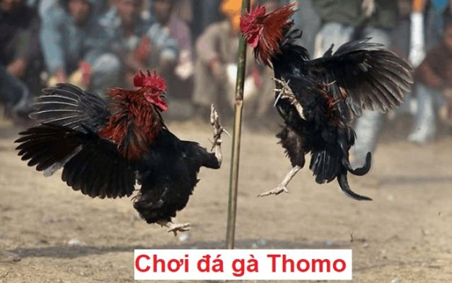 Đá gà Thomo rất phổ biến tại Keobongda